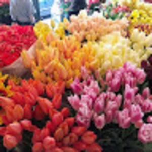 Meet your Posher, Gracie